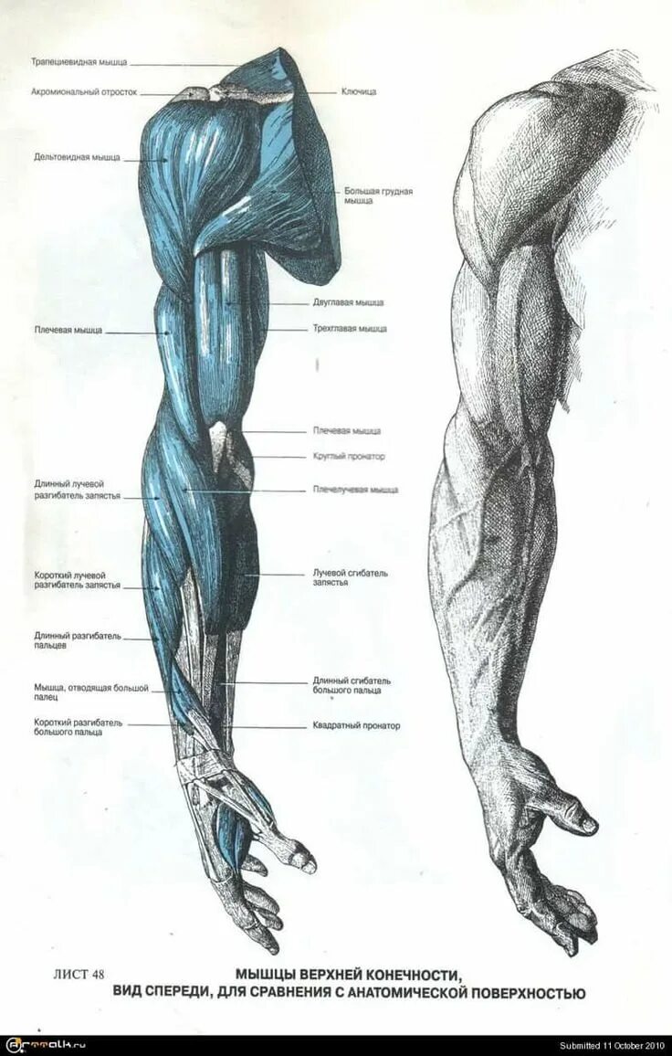 Анатомия мышц рук человека. Анатомический атлас человека мышцы рук. Мышцы верхних конечностей пластическая анатомия. Баммес нижние конечности мышцы. Фриц Шидер анатомический атлас для художников.