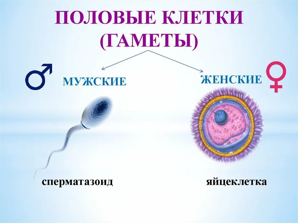 Оплодотворение одним спермием одной яйцеклетки