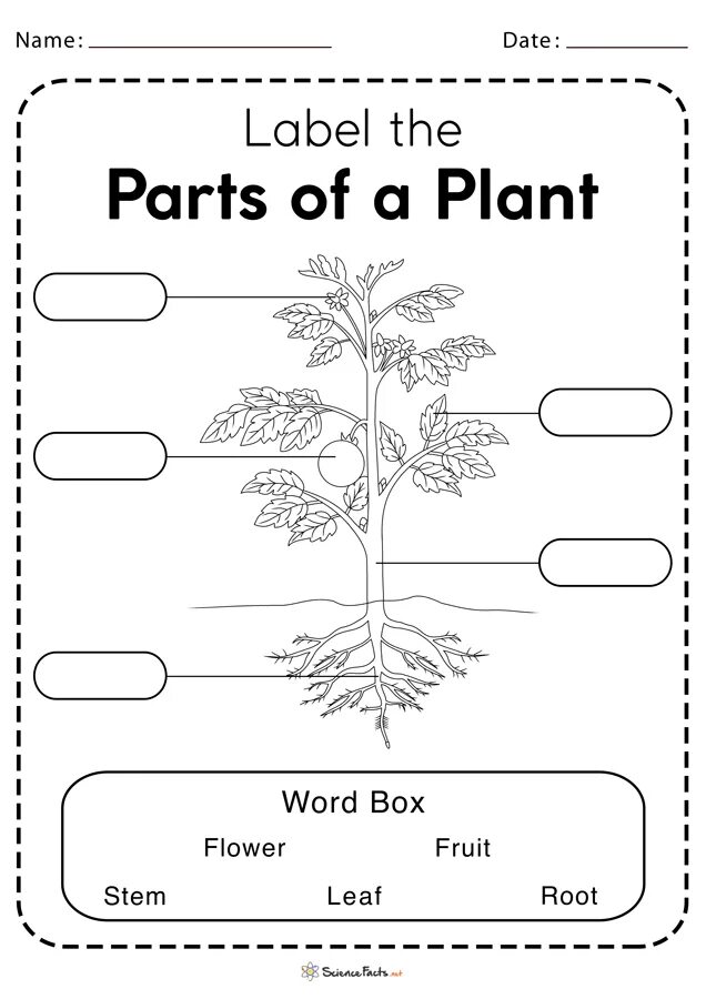 Parts of a Plant Worksheet. Plants Worksheets. Plants на английском для детей. Parts of Plants for Kids. Without using words