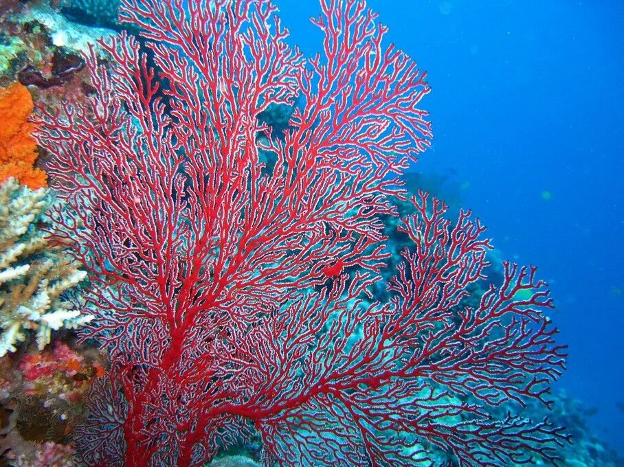 Цвет коралл. Кораллы цвета в природе. Коралловый цвет в природе. Цвета кораллов в природе.