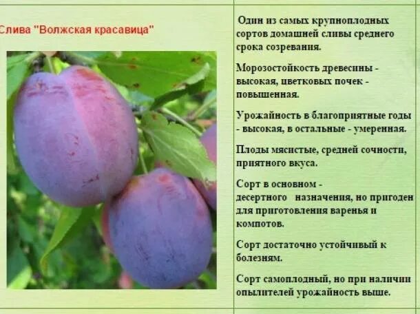 Слива волжская отзывы. Слива сорт волжская красавица. слива волжская красавица диаметр кроны. слива волжская красавица описание.