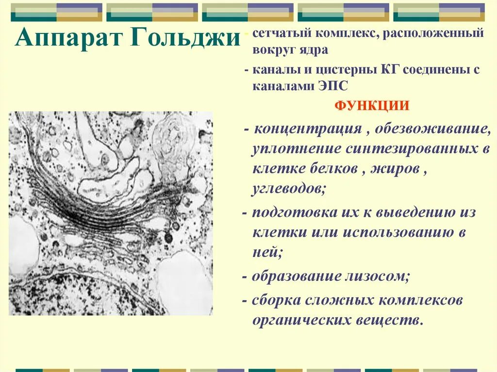 Выполняет секреторную функцию аппарат гольджи. Аппарат Гольджи строение и функции. Комплекс Гольджи строение и функции. Комплекс аппарат Гольджи функции. Комплекс аппарат Гольджи особенности строения.