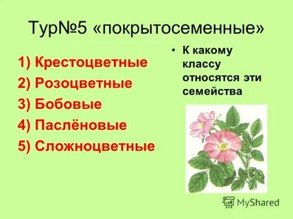 Выберите из списка всех представителей семейства розоцветные