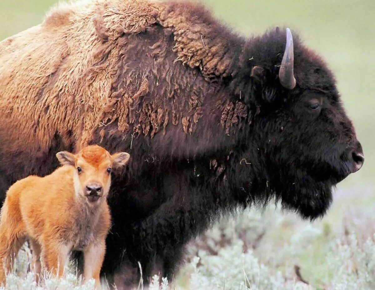 Самое крупное парнокопытное. Американский Степной Бизон. Лесной Бизон Северной Америки. Бизон (Bison Bison). ЗУБР Бизон зубробизон.