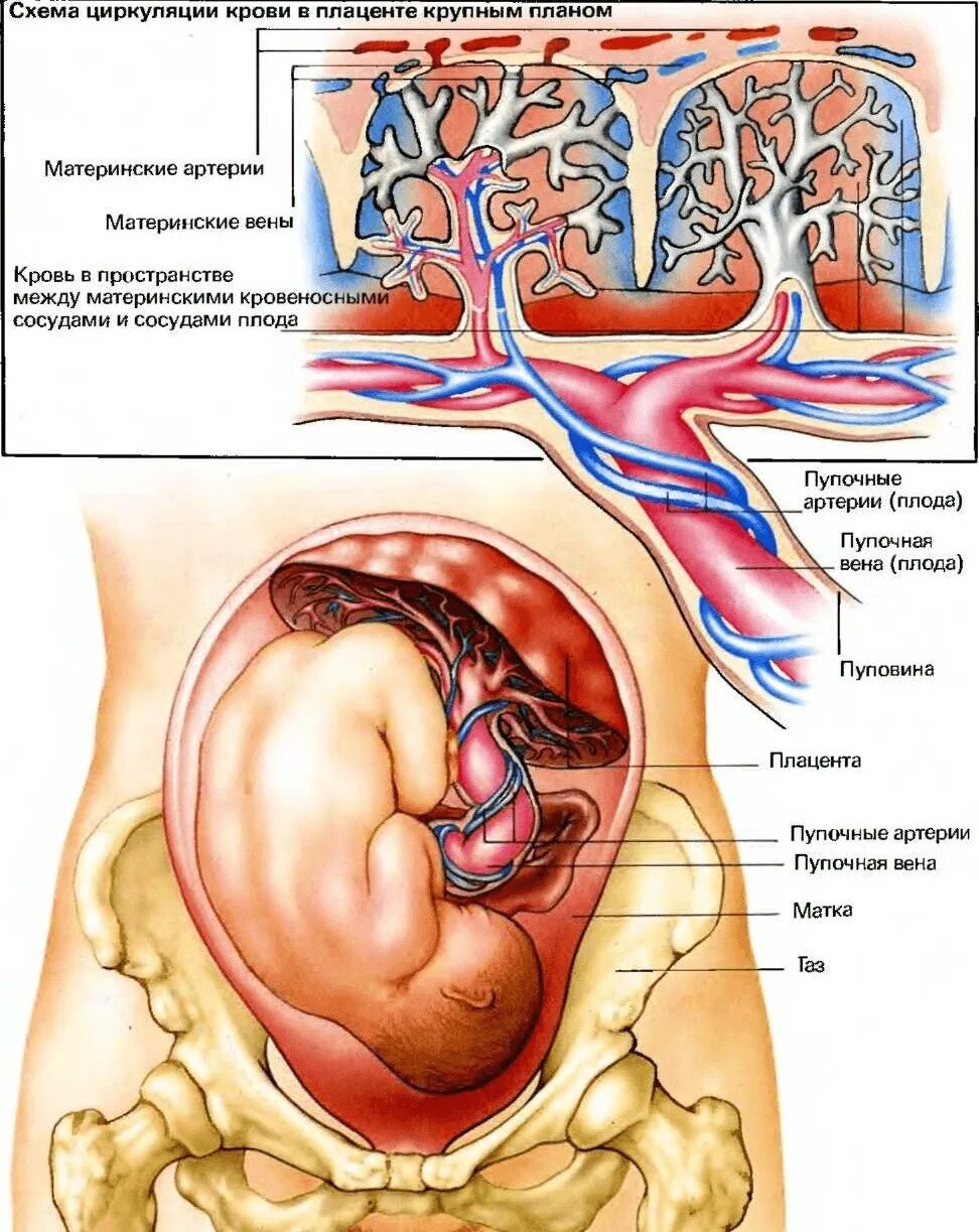 Плодово плацентарное нарушение. Плацента и пуповина строение. Анатомия плаценты и плод. Матка сосуды плода плацента сосуды. Матка сосуды плода плацента сосуды матери амнион.