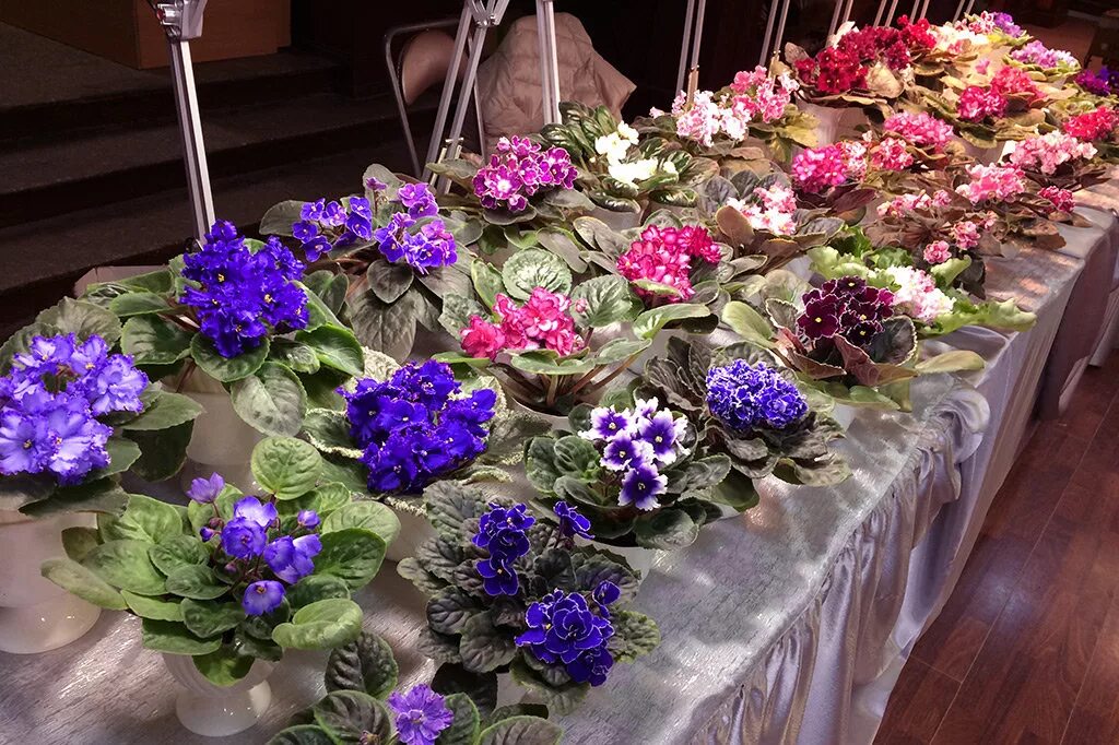 Выставка фиалок в спб 2021 на литейном. Выставка фиалок в санкт петербурге. Выставка фиалок 2022. Дом фиалки на новокузнецкой. Балтийская фиалка выставки фиалок.