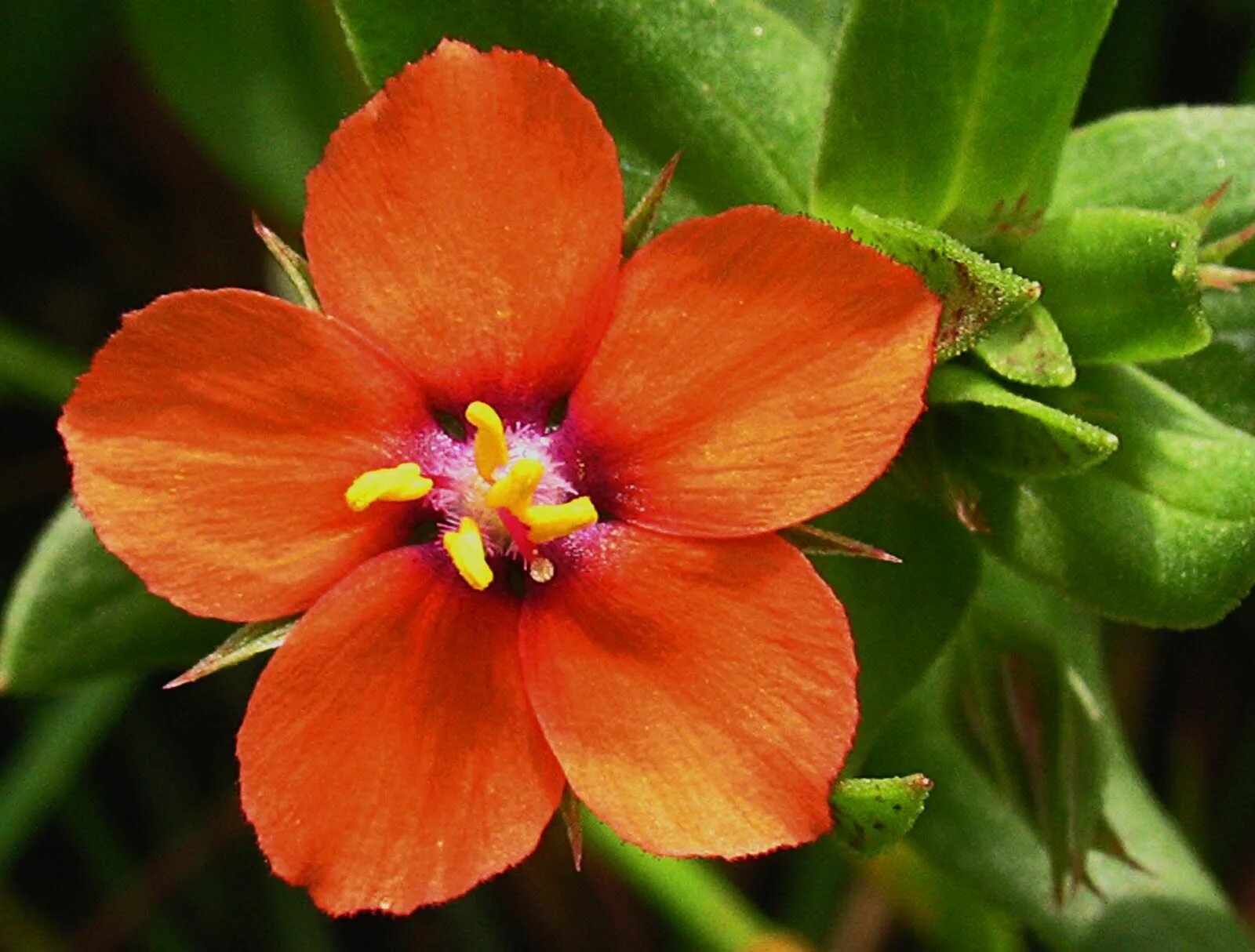 Багряный первоцвет. Анагаллис цветок. Очный цвет полевой (Anagallis arvensis). Анагаллис Скарлет. Анагалис Скарлет красная.