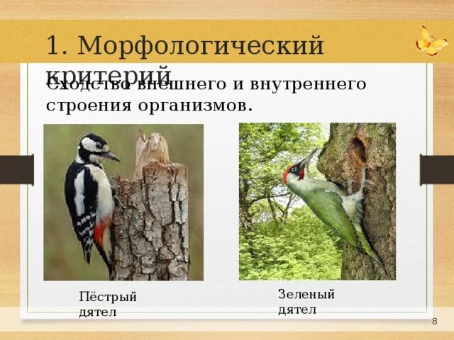 Внешнее строение какой критерий. Большой пестрый дятел морфологические критерии. пестрый дятел морфологический критерий. дятел морфологический критерий. строение дятла.
