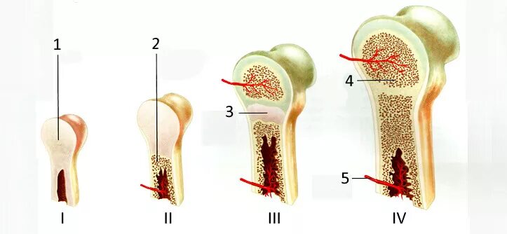 За счет чего растет кость. Рост трубчатой кости. Зона роста трубчатых костей. Развитие окостенение и рост костей. Рост трубчатых костей.