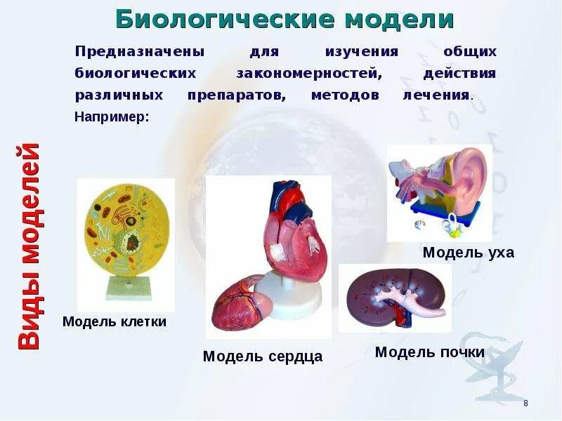 Создание биологических объектов