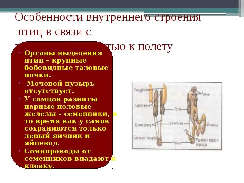 Основными органами выделения у птиц являются. Органы выделения птиц. особенности выделения у птиц. выделительная система птиц. система выделения у птиц.