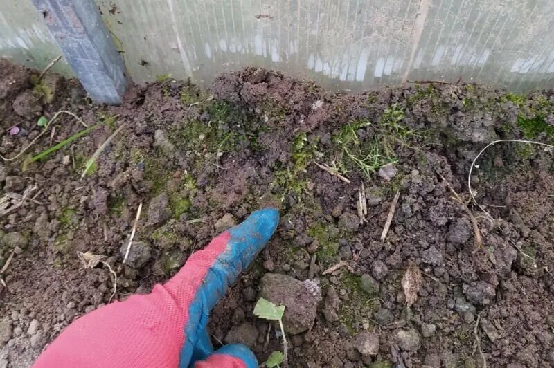 Зеленеет земля в огороде что делать. Почва позеленела. Позеленела земля в теплице. Теплица позеленела. Мох на земле в парнике.