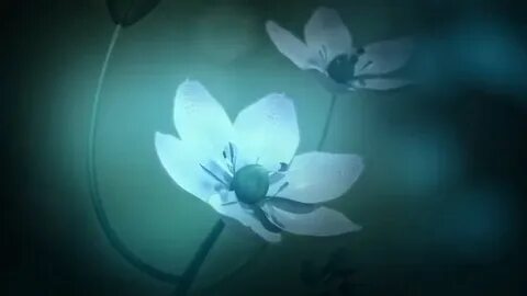 White day 2 the flower