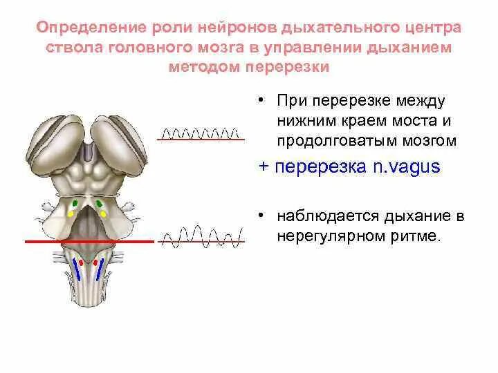 Дыхательные Нейроны продолговатого мозга. Продолговатый мозг центр дыхания. Локализация респираторных нейронов в стволе мозга. Дыхательные центры ствола головного мозга.