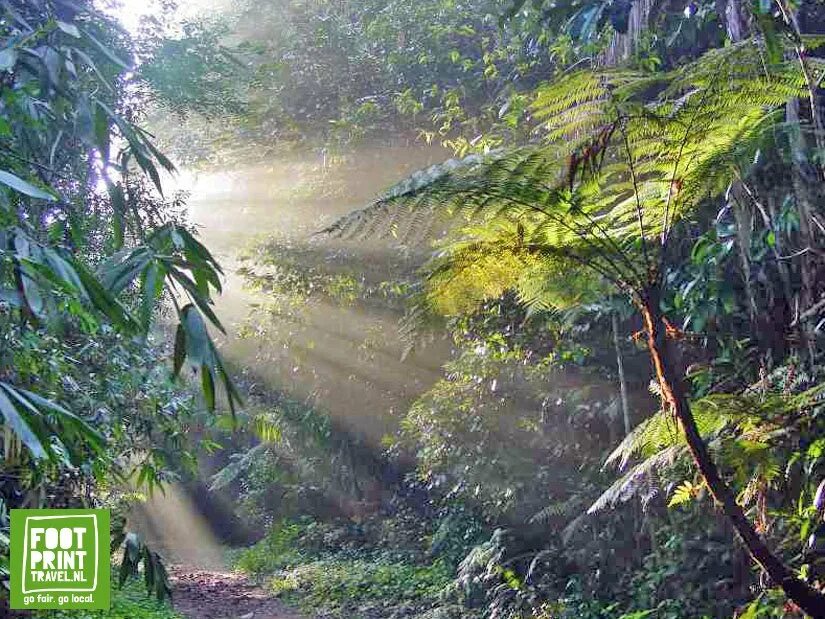 Синхараджа Шри Ланка. Ливневый лес Шри Ланка. Дождевые леса Синхараджа. Тропический ливень.
