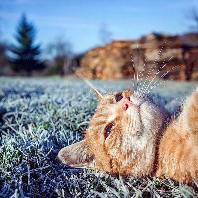 Доброе весеннее утро с котиками картинки. Летние коты. Настроение весны. Счастливый кот.