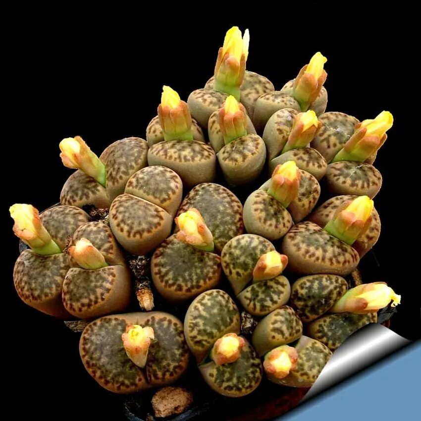 Живые камни семена. Литопс Бромфилда. Lithops bromfieldii insularis. Кактусы литопсы. Литокс Кактус.