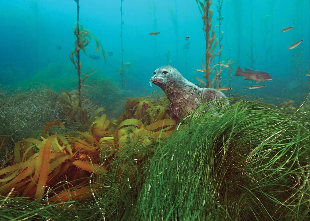 Что находится в воде рыбы. Морские обитатели озера Байкал. Фауна Охотского моря.