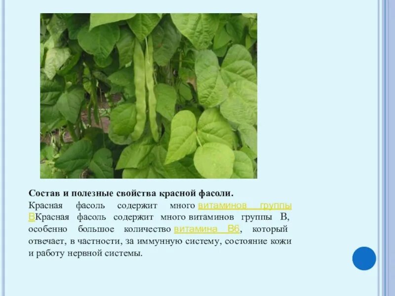 В фасоли содержится витамин. Фасоль полезные свойства. полезные свойства красной фасоли. фасоль какие витамины содержит. фасоль красная свойства.