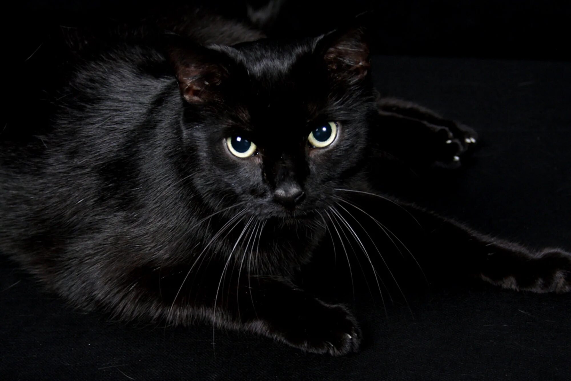 Черная кошка. Черный котенок. Черная кошка фото. Чёрные коты фото.
