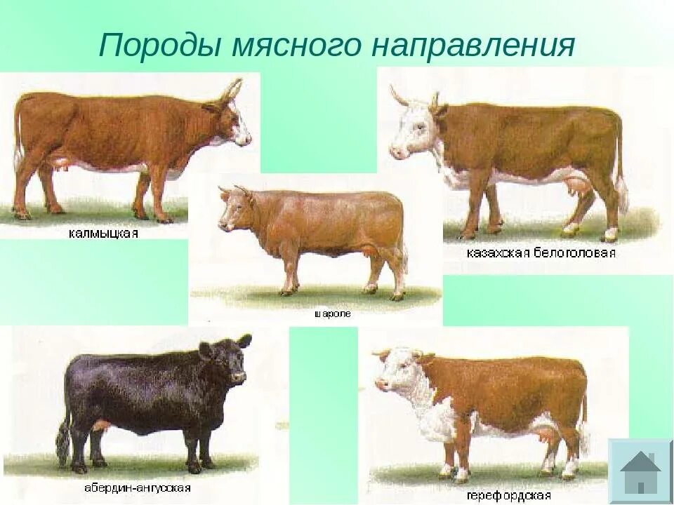 Породы КРС мясного направления. Породы мясной продуктивности КРС. Мясные породы коров в России. Породам КРС мясного направления соответствует.