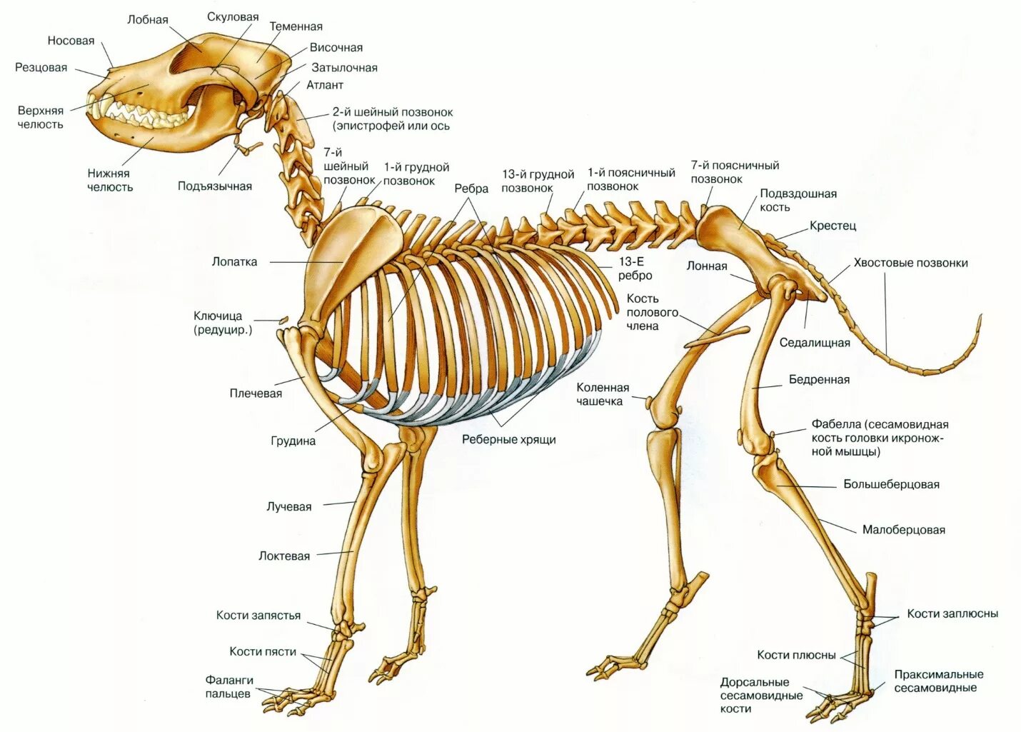 Грудной отдел скелета млекопитающих. Анатомическое строение скелета собаки. Осевой и периферический скелет собаки. Скелет и строение кости собаки. Собака анатомия строение костей.