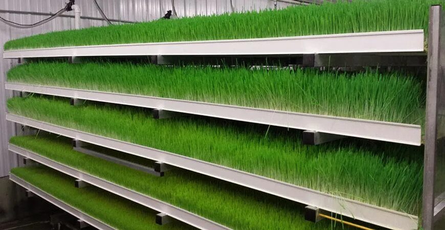 Гидропонные ящики купить. Пшеница Wheatgrass гидропоника. ГЗК гидропонный зеленый корм. Ферма Витграсс. Гидропоника микрозелень.