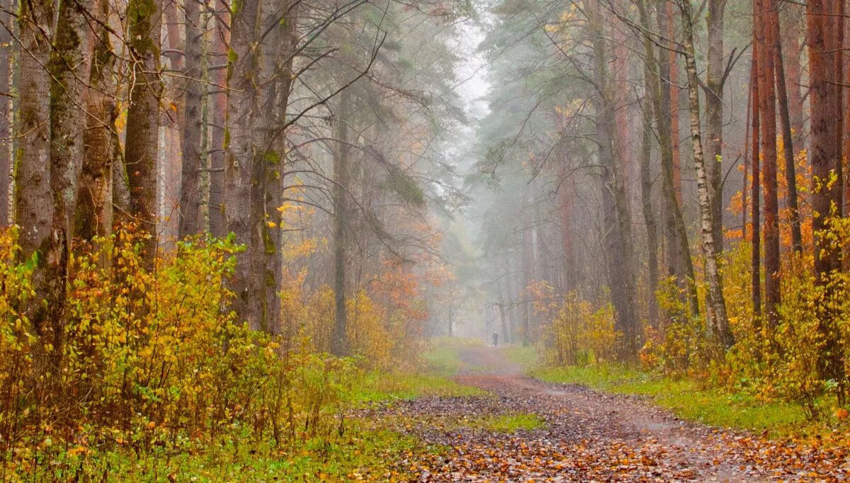 дождь в осеннем лесу. я был в лесу дождем. я был в лесу дождем. лес после дождя эстетика. пасмурная осень в лесу.