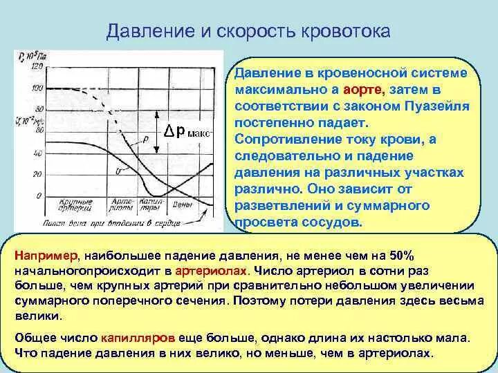 Падение давления крови. Распределение давления крови в сосудистой системе. Давление и скорость кровотока. График распределения давления в сердечно-сосудистой системе. Распределение давления и скорости кровотока в сосудистой системе.