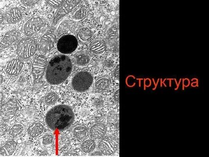 На рисунке изображена микрофотография