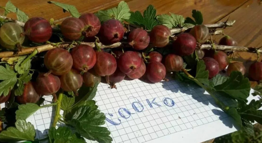 Крыжовник садко шиповатость. Крыжовник хиннонмаки ред. Крыжовник сорт садко. Крыжовник бесшипный командор. Крыжовник консул.