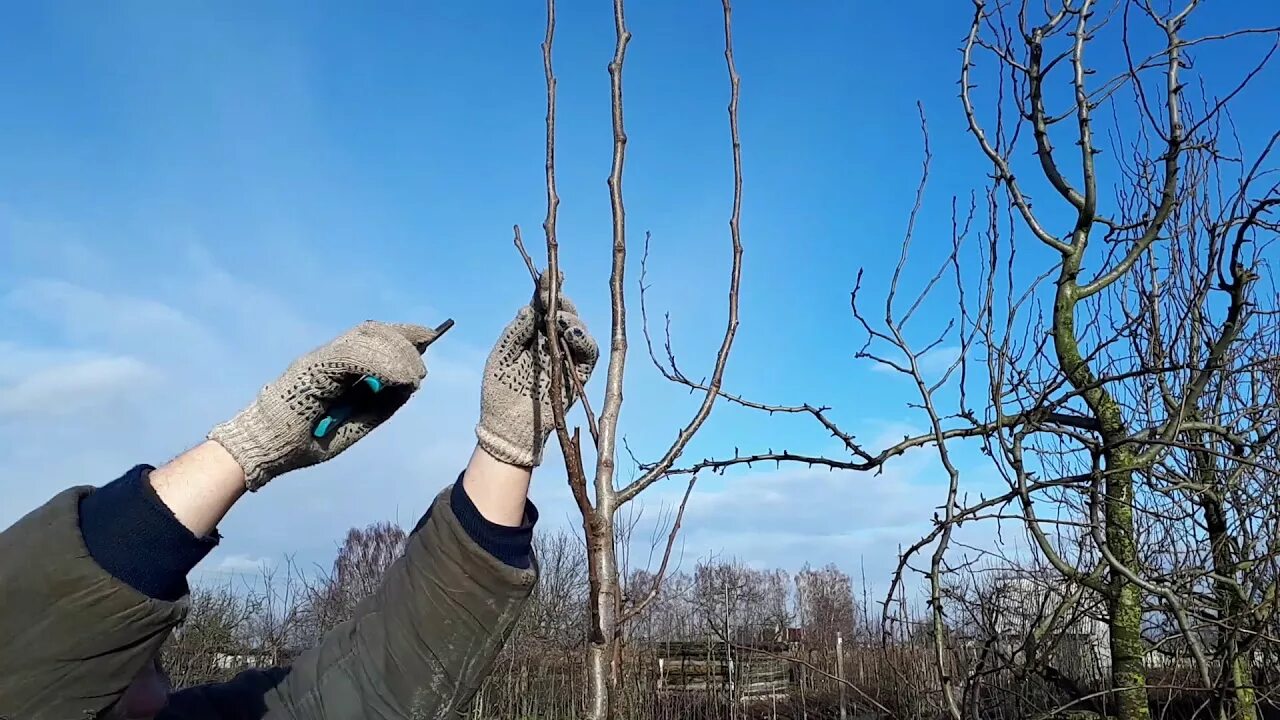 Как правильно обрезать груши видео. Формировка саженца груши. Обрезка деревьев груши. Обрезать грушу зимой. Обрезка груши зимой.