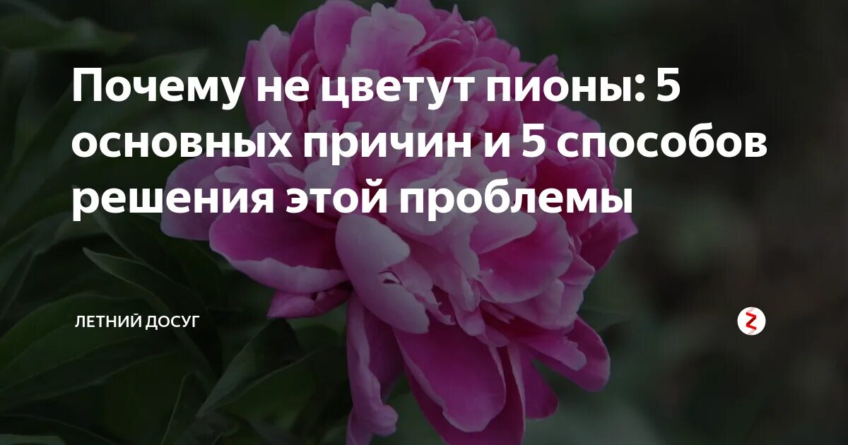 Почему не цветет пион что делать