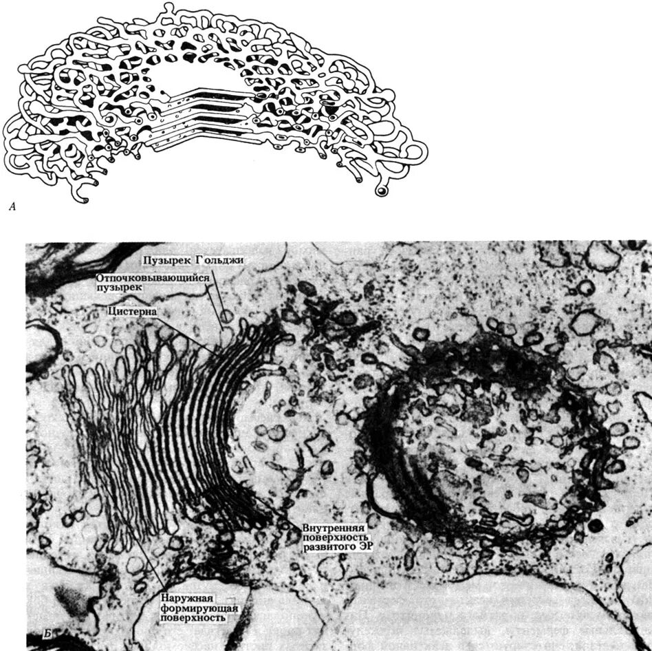 Аппарат Гольджи электронная микрофотография. Комплекс Гольджи Электронограмма. Микрофотография клетки с аппаратом Гольджи. Комплекс Гольджи электронная микроскопия. Пластинчатый комплекс