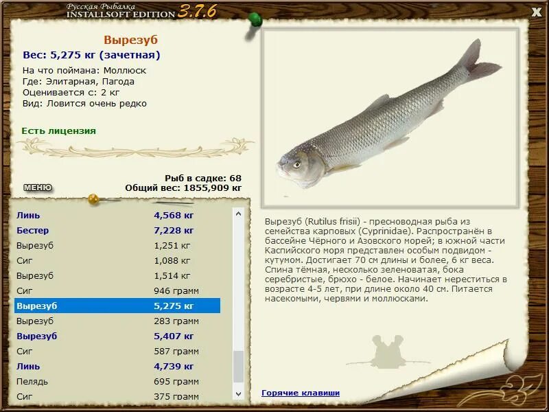 Русская рыбалка игра installsoft. Вырезуб рыба. Чем питается Вырезуб. Русская рыбалка 4 толстолоб. Вырезуб рыба на что ловить.