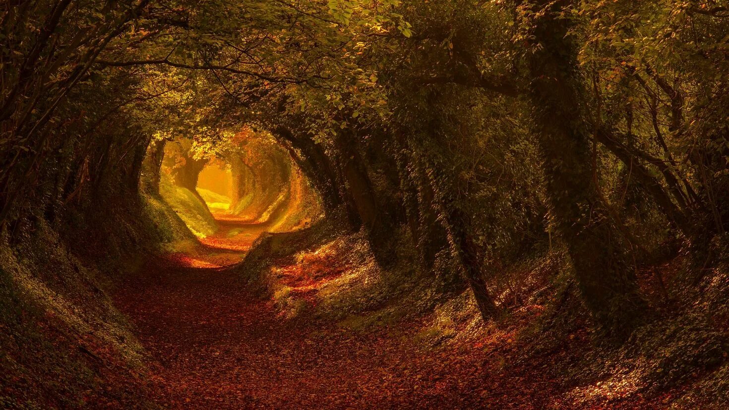 Сказочный чертог это. Загадочный осенний лес. Мистический осенний лес. Таинственная осень. Тропинка в лесу.