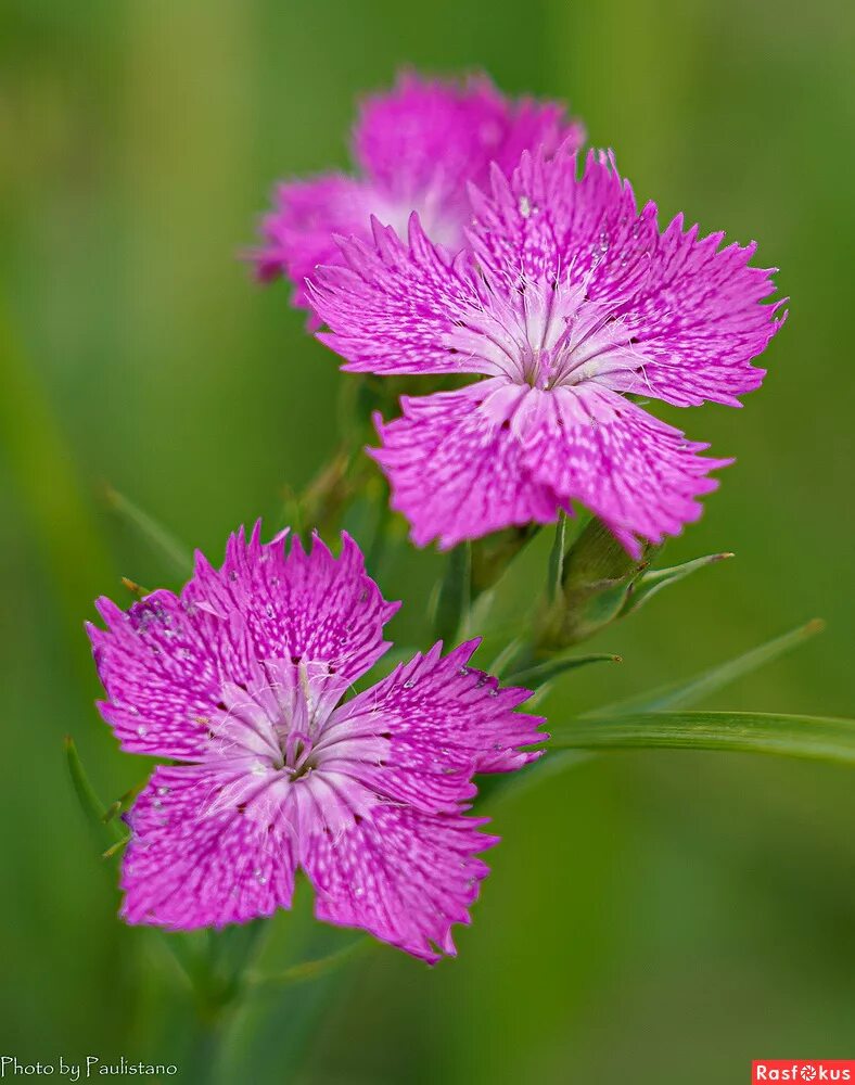 Гвоздика луговая красная. Гвоздика полевой цветок. Гвоздика полевой цветок. Гвоздика травянка луговая. Гвоздика сосноволистная (dianthus pinifolius).