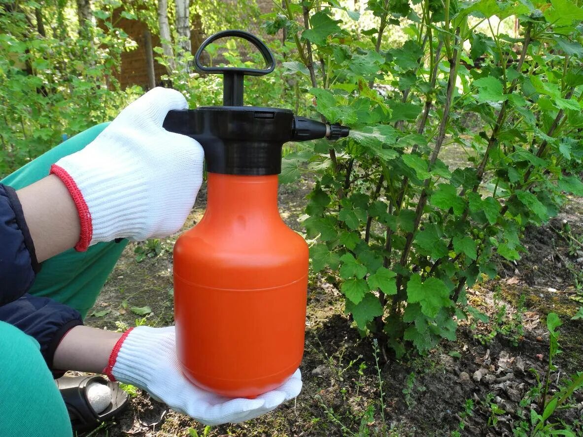 Опрыскивание деревьев. Опрыскивание от тли. Опрыскивание растений. Опрыскивание кустов смородины. Обработка растений от тли.