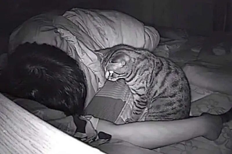Коты и хозяева ночью. Кот ночью смотрит на хозяина. Ночная кошка. Кот в депрессии. Кошка приходит спать