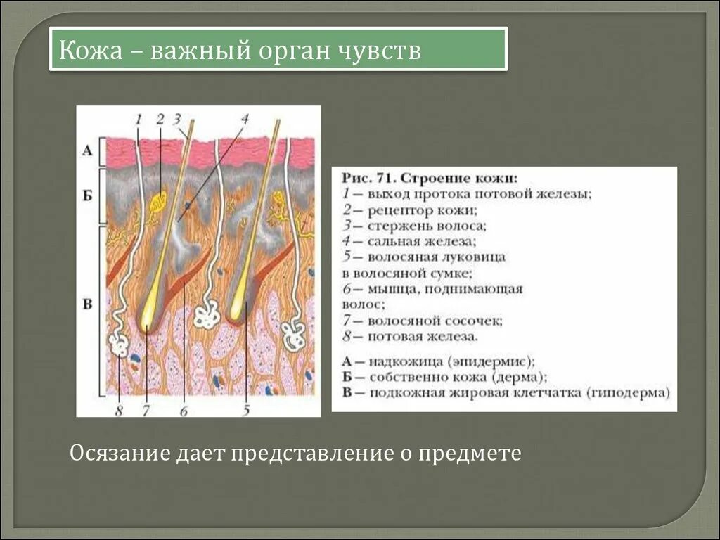 Сообщение на тему кожа 8 класс