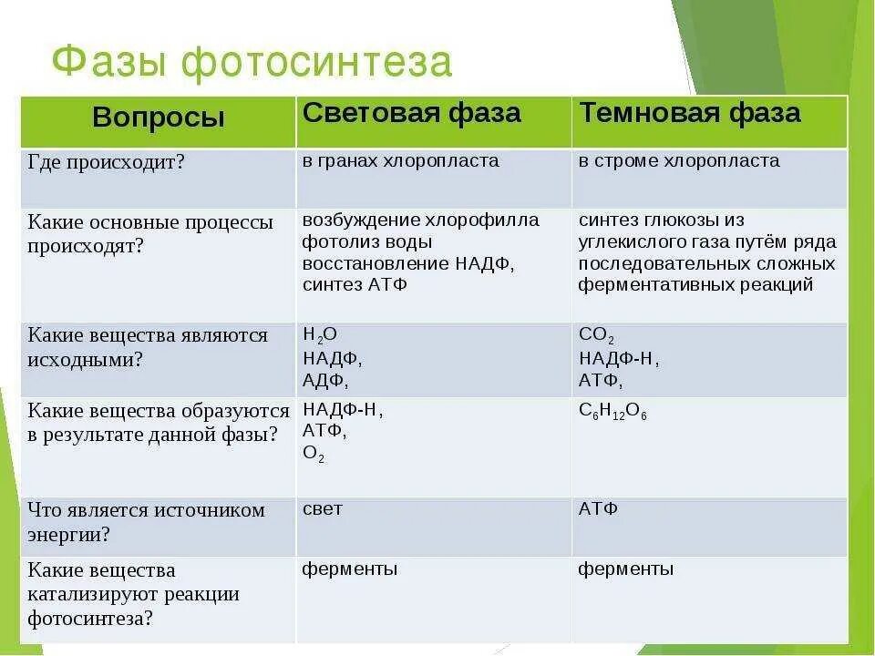 Темновая фаза продукты. Световая и темновая фаза фотосинтеза. Темновая фаза фотосинтеза процессы. Процессы световой фазы фотосинтеза. Схема Темновой фазы фотосинтеза.