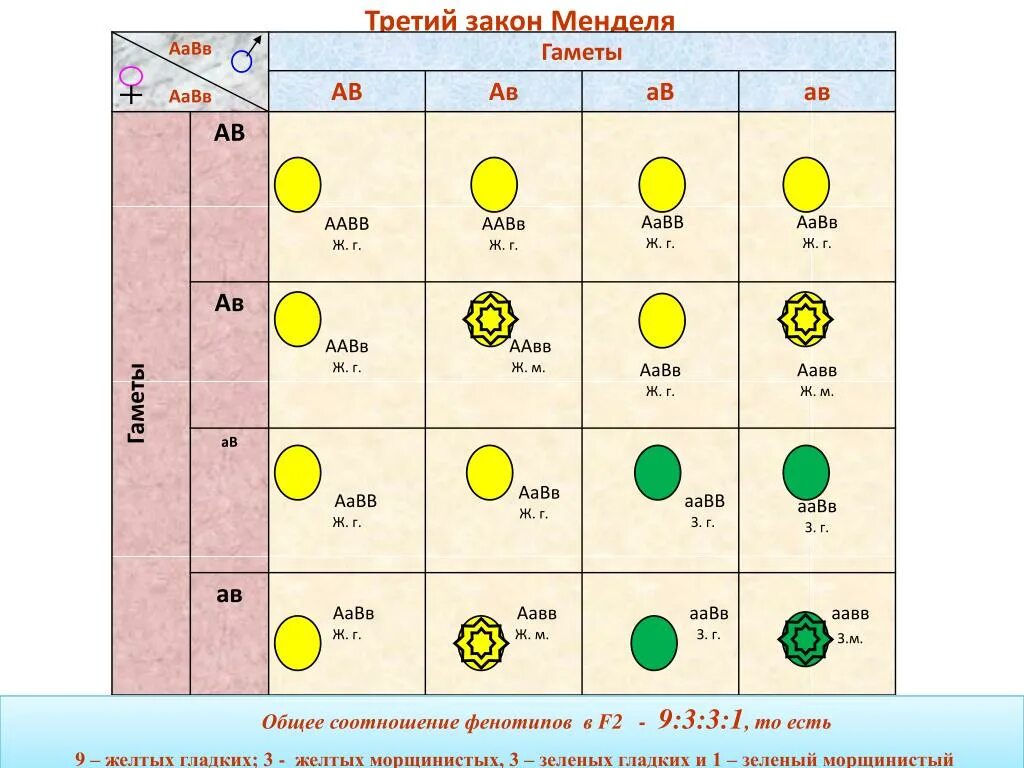 Запишем соотношение генотипов и фенотипов. Третий закон Менделя схема. 3 Закон Менделя соотношение генотипов и фенотипов. 3 Закон Менделя по генотипу. Таблица расщепления Менделя.