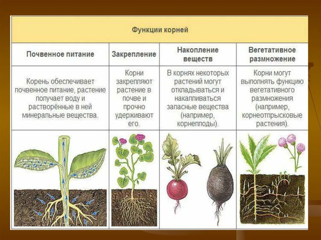 Технические виды растений. Виды и типы корневых систем. Типы корневой системы растений таблица. Корни растений виды. Типы корневых систем у растений.