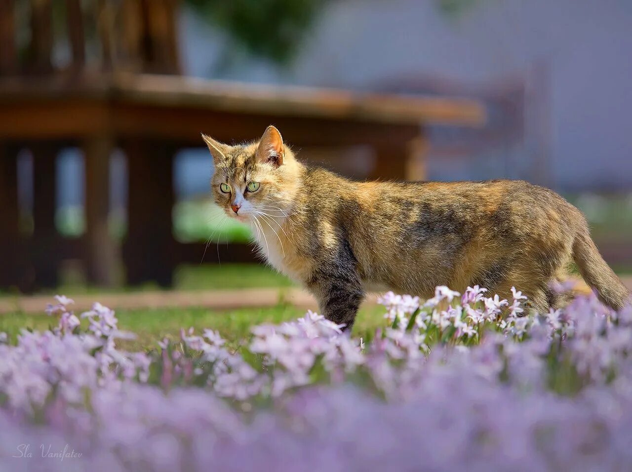 Весенняя кошечка. Кошки весной. Весенняя кошка.