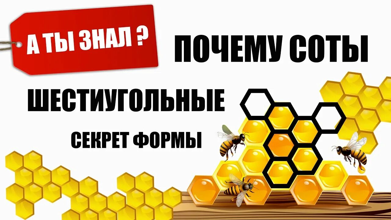 Пчелы строят соты. Почему пчелы делают шестиугольные соты. Пчелиные соты шестиугольник. Почему пчелы строят соты шестиугольной формы.