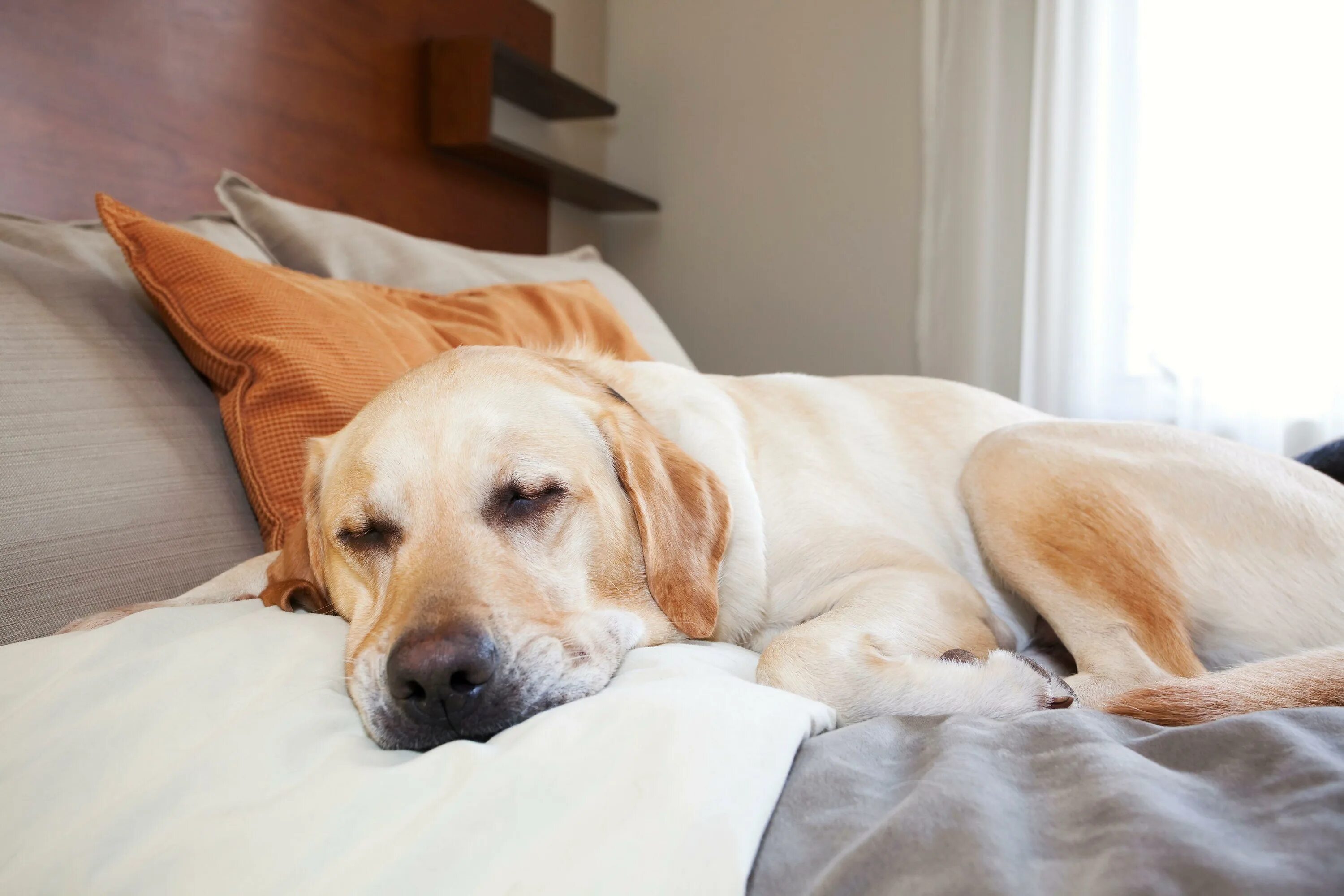 Почему собаки спят на кровати. Лабрадор ретривер. Лабрадор ретривер домашний. Лабрадор ретривер золотистый. Бульдог золотистый ретривер.