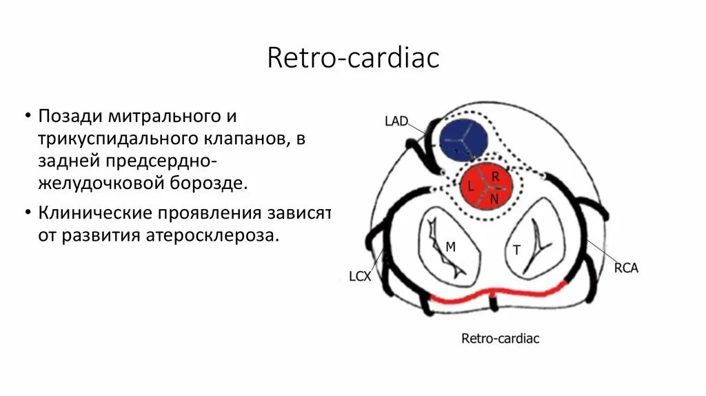 Синусы аорты норма. Аортальный клапан синус вальсальвы. синус вальсальвы аорты. корень аорты и синусы вальсальвы.