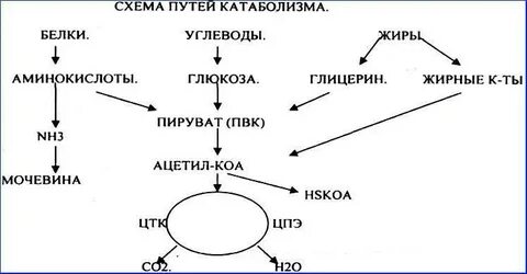 Белки жиры углеводы задания егэ биология