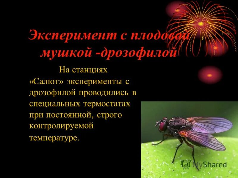 Опыты т. Наследование крыльев у дрозофилы. Эксперимент с мушкой дрозофилой. Эксперимент с мушкой дрозофилой. Опыт моргана с мухами дрозофилами.