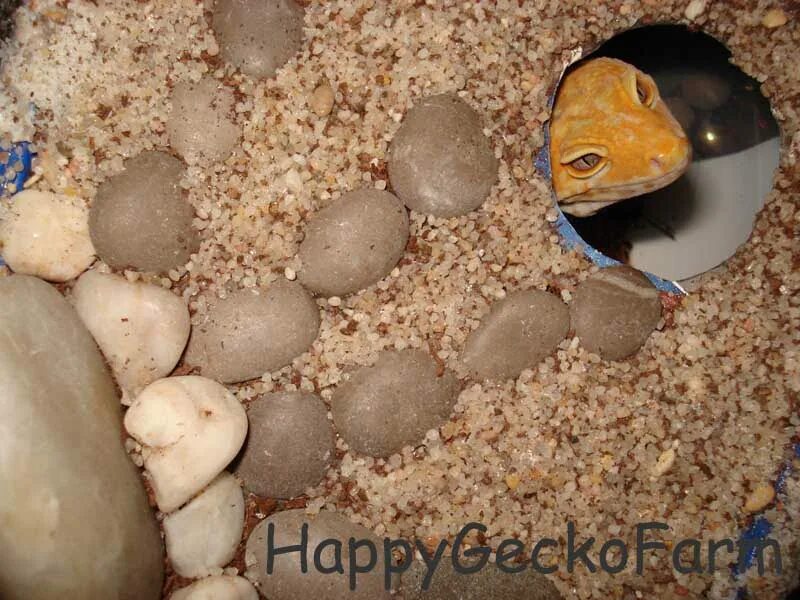 Укрытие для змей. Как сделать влажную камеру для эублефара. Влажная камера для эублефара. Влажная камера для эублефара exo terra. Как сделать влажную камеру для эублефара.